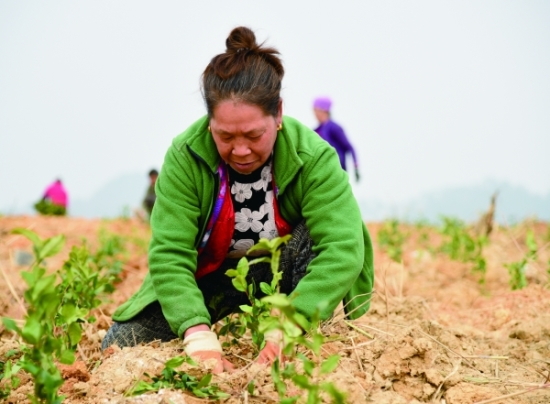 在禾丰乡的万亩茶场里，村民正在栽种茶树苗。 通讯员周继 摄.jpg