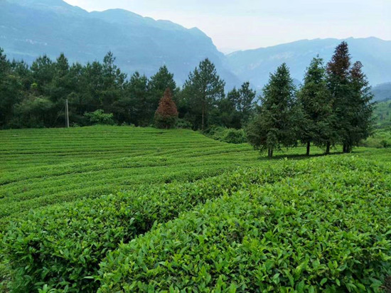 正安大力发展茶产业.jpg