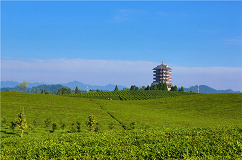 湄潭:小茶叶托起百亿大产业