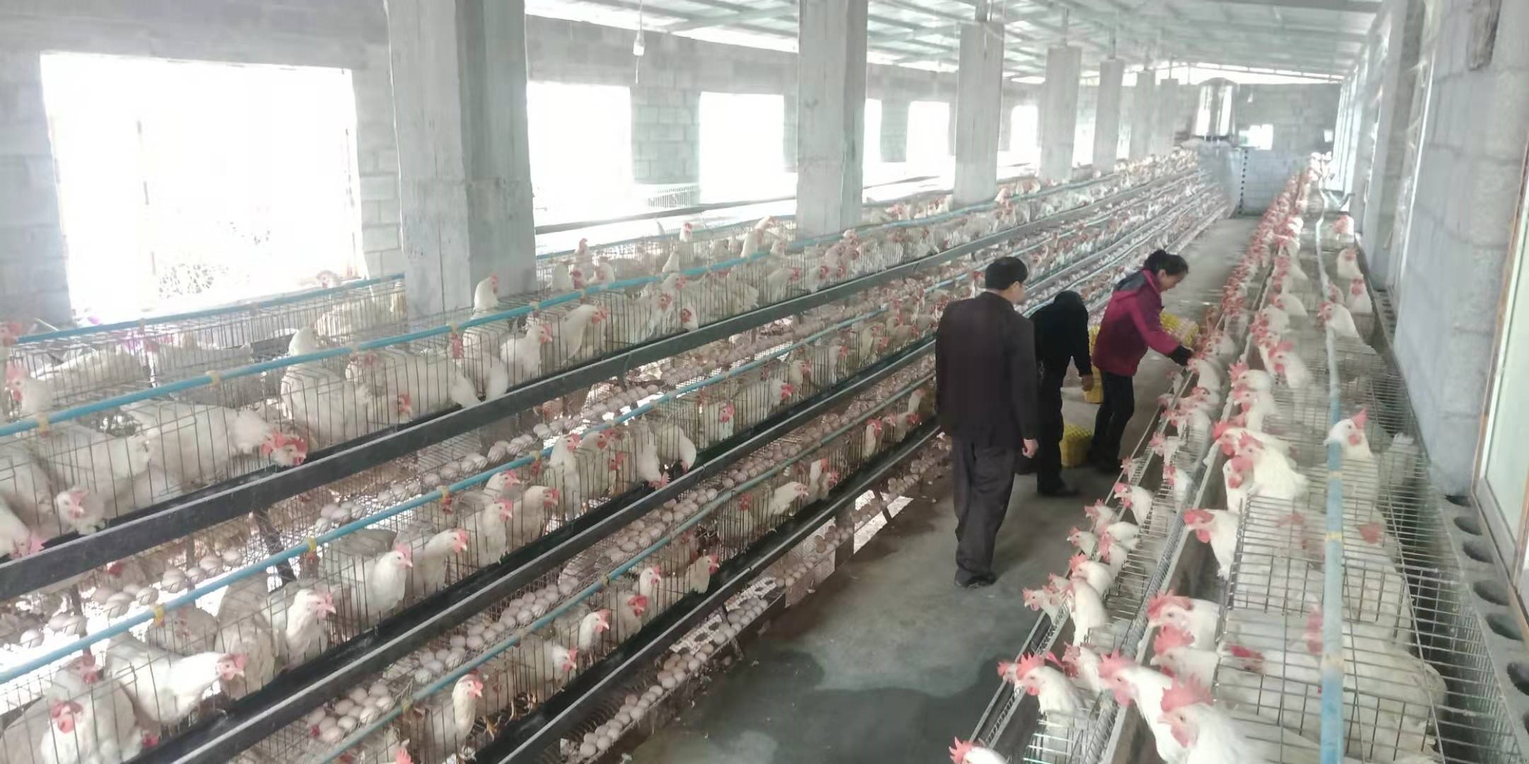 德江县长丰乡大田村蛋鸡养殖场驻村干部和负责人刘先权夫妇正在捡蛋1.jpg