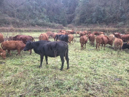图为：金溪村肉牛养殖产业.jpg