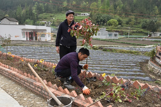 图为：金溪村群众陈元鹏正在种植紫薇树，美化庭院.JPG
