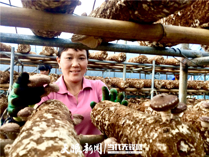 晴隆县莲城街道坡荣村食用菌生产基地上，群众正在采收香菇.jpg