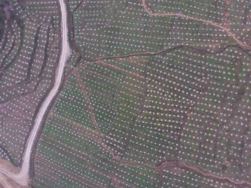晴隆县沙子镇联盟社区千亩花椒种植基地一角.jpg