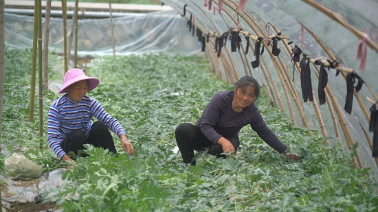 平塘县者密镇六硐坝区校农结合蔬菜种植基地，当地 毛南群众正在管护西瓜.png