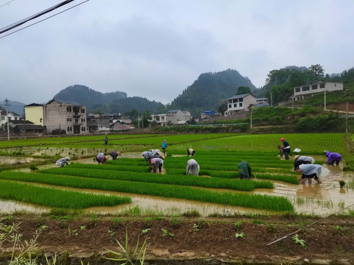 农户移植杂稻.jpg