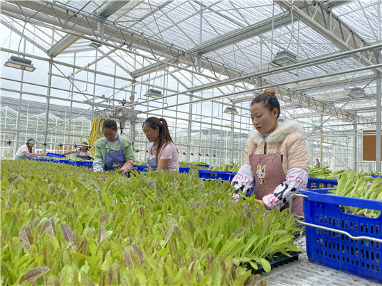 在由广州江楠集团经营的威宁现代高效蔬菜育苗中心，工人们正在选装蔬菜苗（贵州日报当代融媒体记者  周阳摄）.jpg