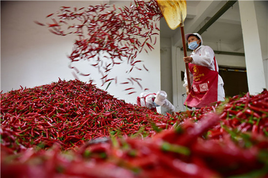 8月14日，龙里县一家辣椒加工企业的工人在整理刚采购的辣椒 龙毅 张登艳 摄_副本.jpg