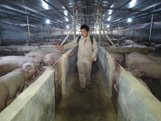 沿河自治县中寨镇规范化生猪养殖项目里群众何立志正在给”金猪“消毒  施平 摄.jpg