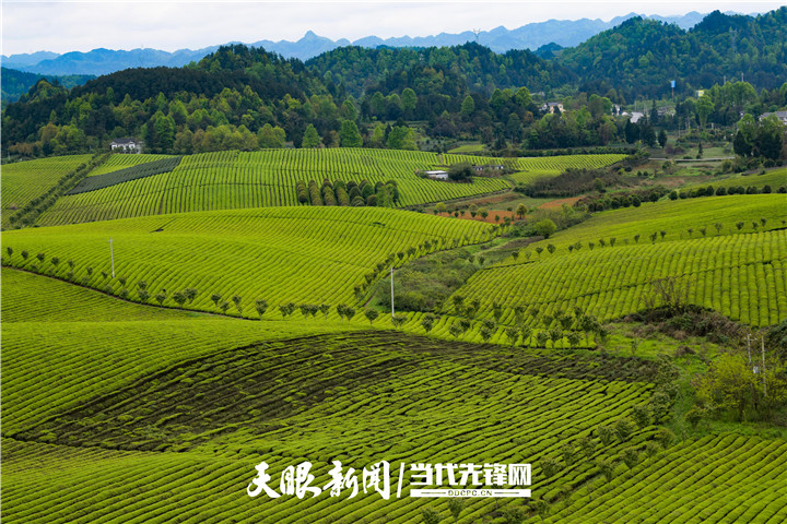 位于湄潭县永兴镇的万亩茶海景色怡人