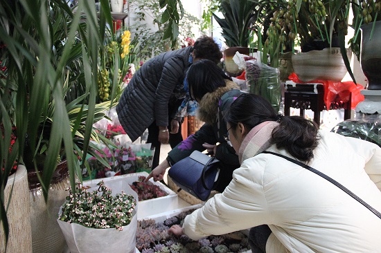 老地医花卉市场，市民正在购买多肉植物.JPG