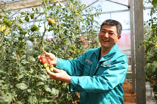工作人员采摘水果西红柿——刘青.JPG