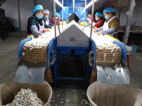 投入5000元万在茂兰建了有9个机组年加工蚕茧量0吨缫丝加工厂