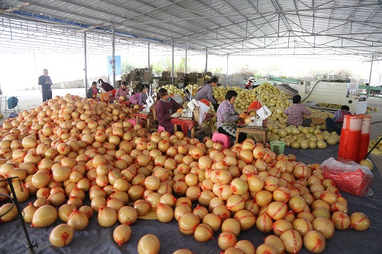 拉岜村的蜜柚收购集散中心工人们正忙碌打包新鲜的蜜柚 覃宏倩 摄.JPG