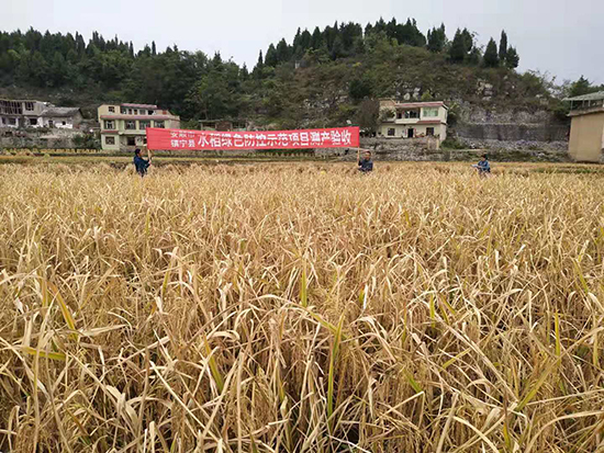 2018年10月中旬，镇宁农业局组织水稻绿色防控和稻水象甲防控测产验收 (1).jpg