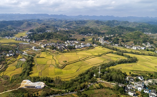 贵州黔西洪水镇解放村种植的红谷。DJI_0170.jpg