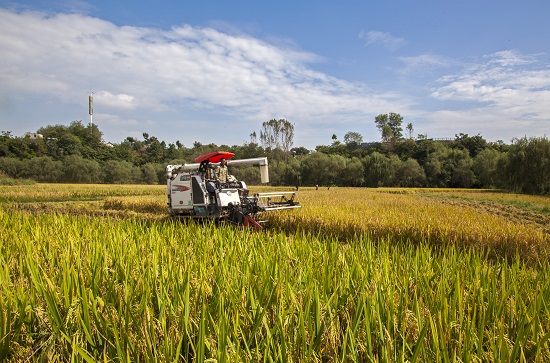贵州黔西洪水镇解放村水稻收割机在收割红谷。IMG_0120.jpg
