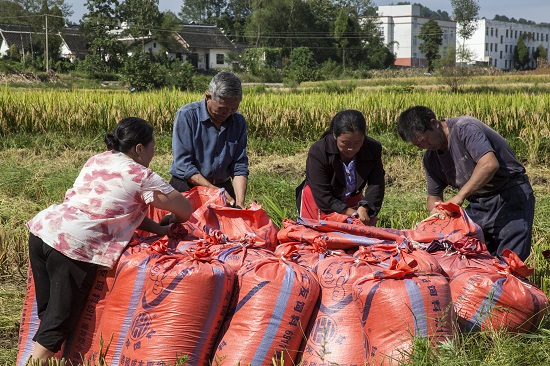 贵州黔西洪水镇解放村稻农收割的一袋袋红谷。IMG_0148.jpg