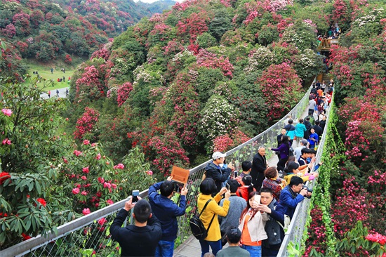游客在百里杜鹃景区观赏杜鹃花。 (8).jpg