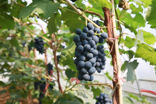 成熟的夏黑葡萄.jpg