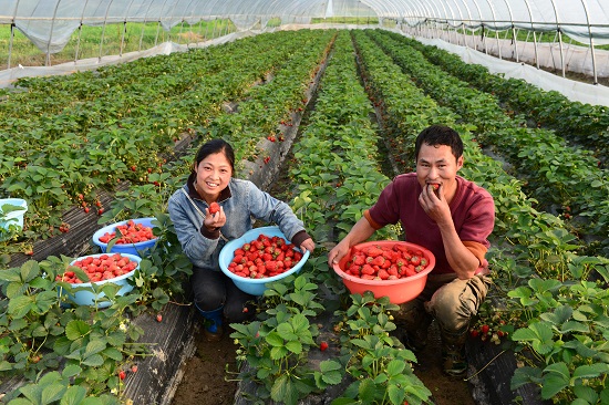 在冠山街道大冲社区一处草莓基地，种植户的草莓丰收。.JPG