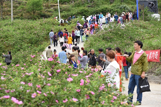 游客在谷脚镇十里刺梨沟观赏刺梨花。。.JPG