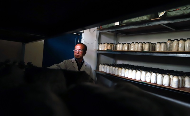 图二：技术人员在三愿村食用菌核心实验中心工作.jpg