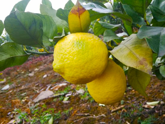 绿化村柠檬.jpg