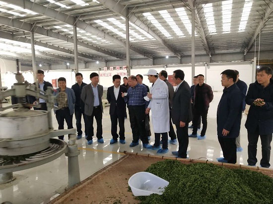 省农科院党委书记、院长赵德刚到加工厂指导茶叶生产.jpg