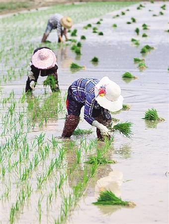 3月14日,海南省三亚市天涯区妙山村的农民在田间插秧.